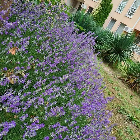 Apartment Double Cherry *